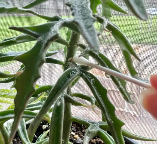 Mealybugs on succulents
