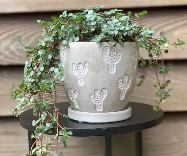 Pilea glauca care