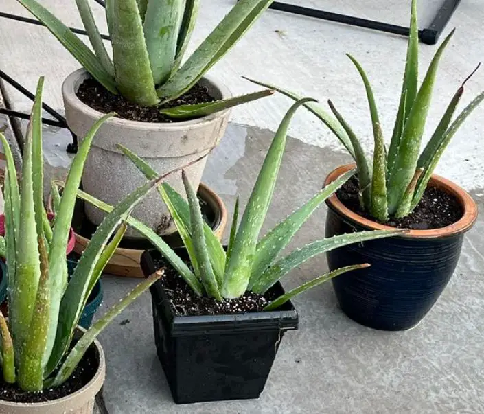 Repotting aloe vera