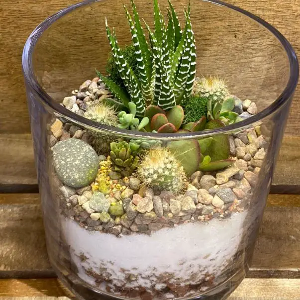 Succulent terrarium layers