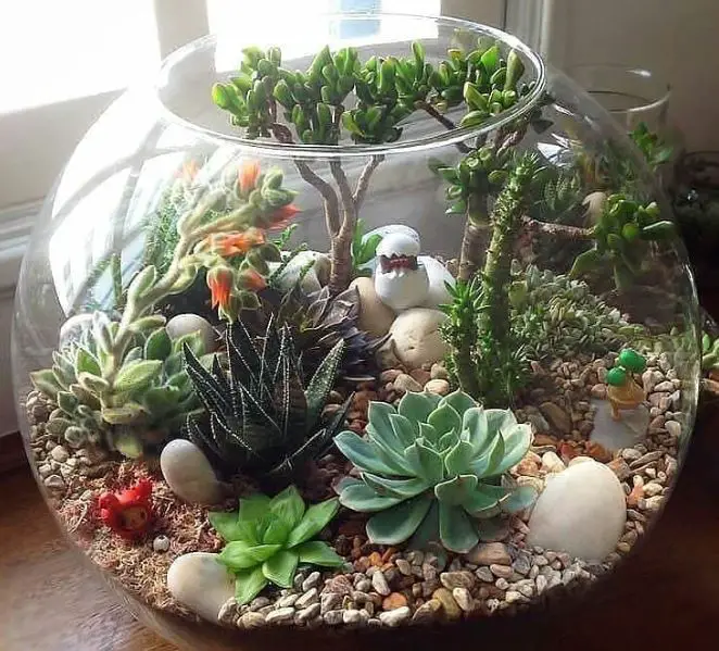 Terrarium succulents