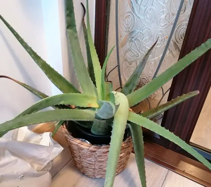 Aloe vera plant leaves bending