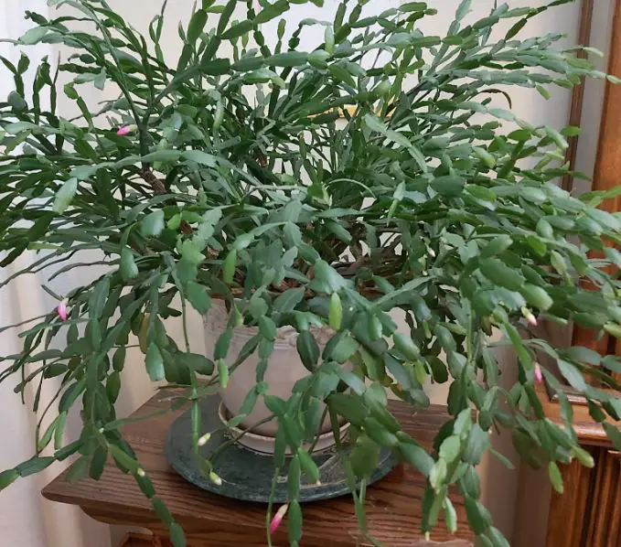 Christmas cactus leaves curling