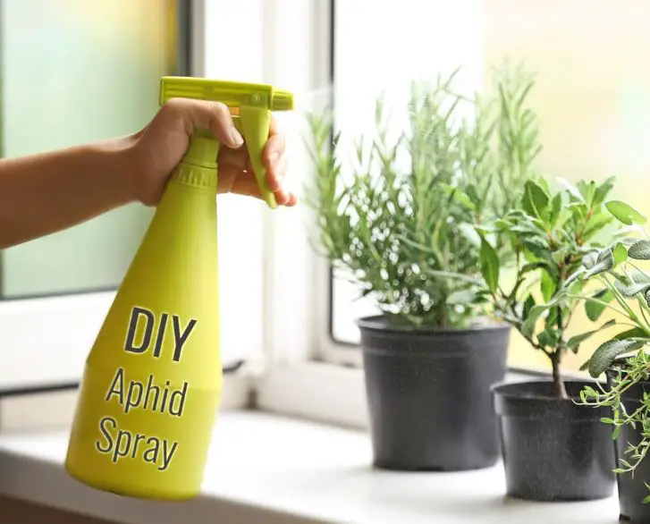Killing aphids with soapy water