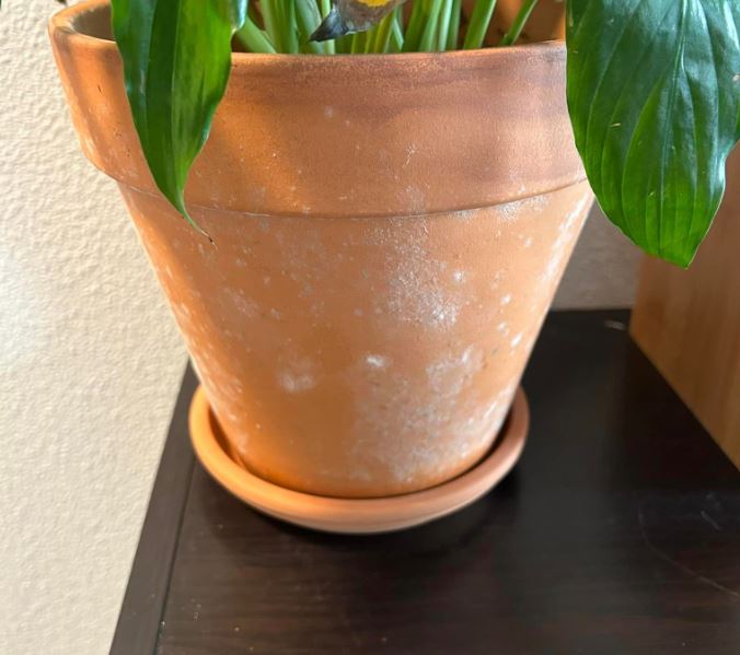 White Fuzzy Mold on Terracotta Pots? Here’s What to Do