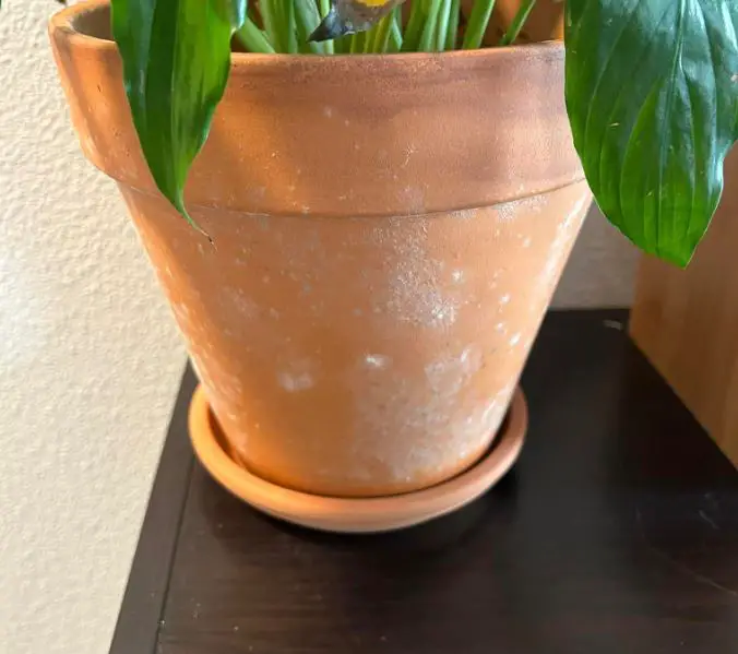 How to remove mold on terracotta pots
