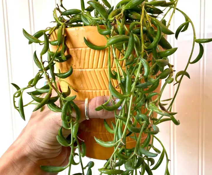 String of bananas plant care