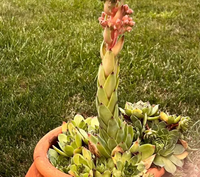 Hens and chicks flower