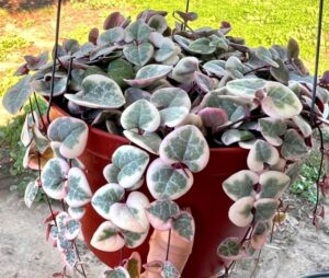 Variegated string of hearts care