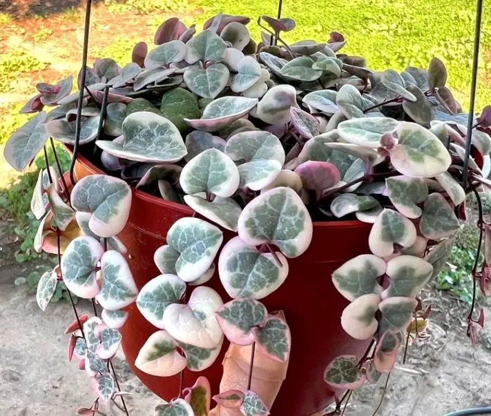 Variegated string of hearts care