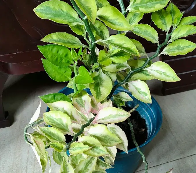Devil's backbone plant care