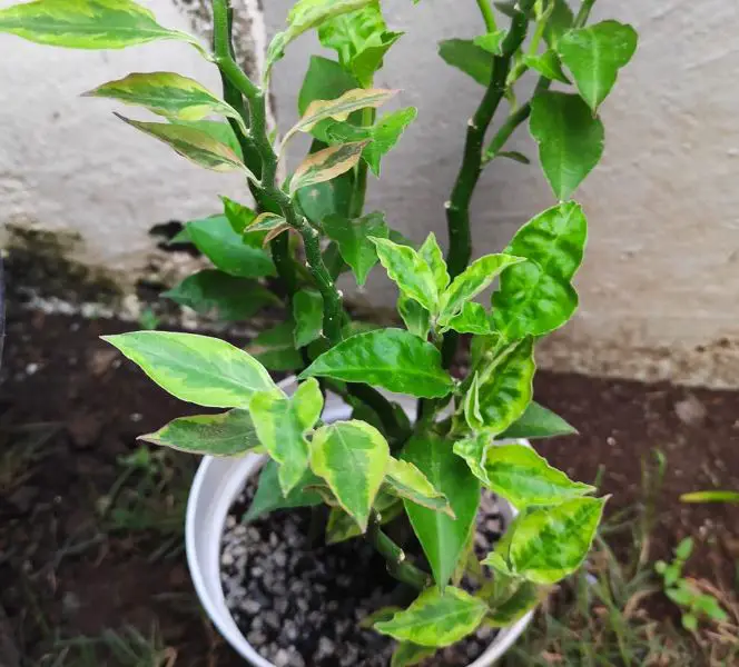 Variegated devil's backbone plant