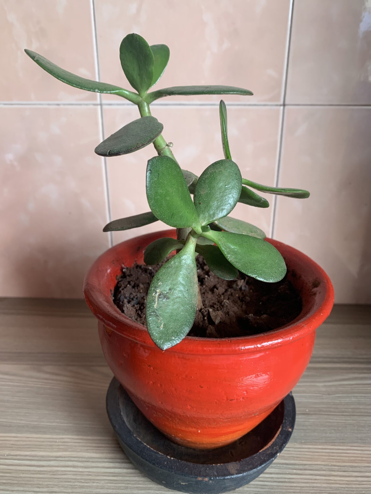 Why is My Jade Plant Drooping? (Reasons and Solutions) Citycacti