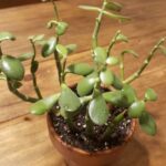 Jade plant dropping leaves