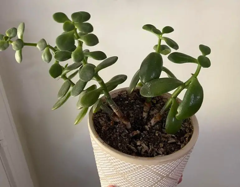 How to save overwatered jade plant