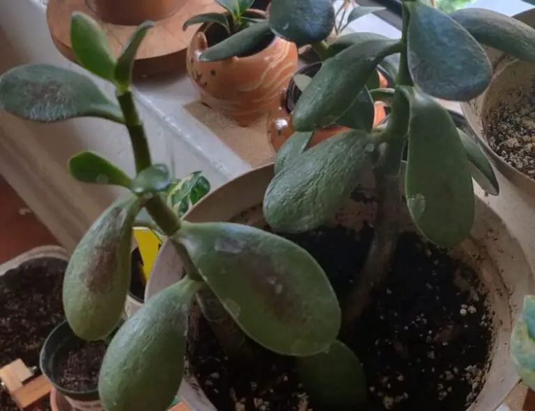 Signs of a sunburned jade plant