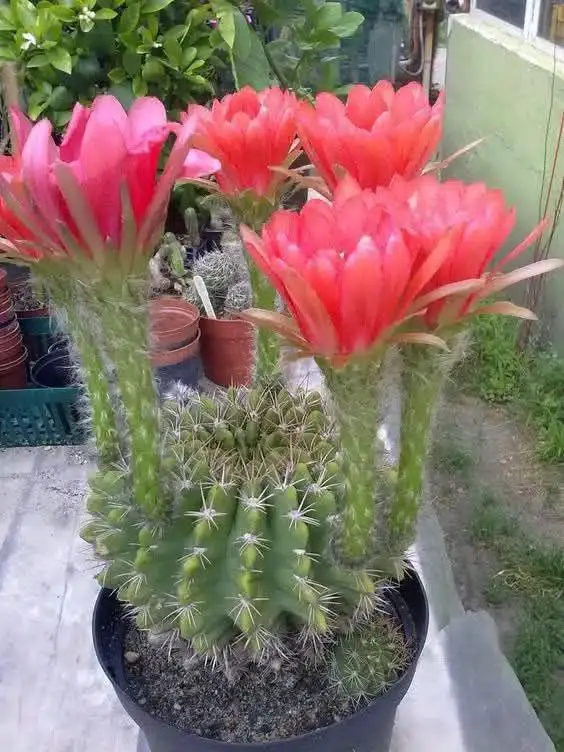 Easter lily cactus flowering