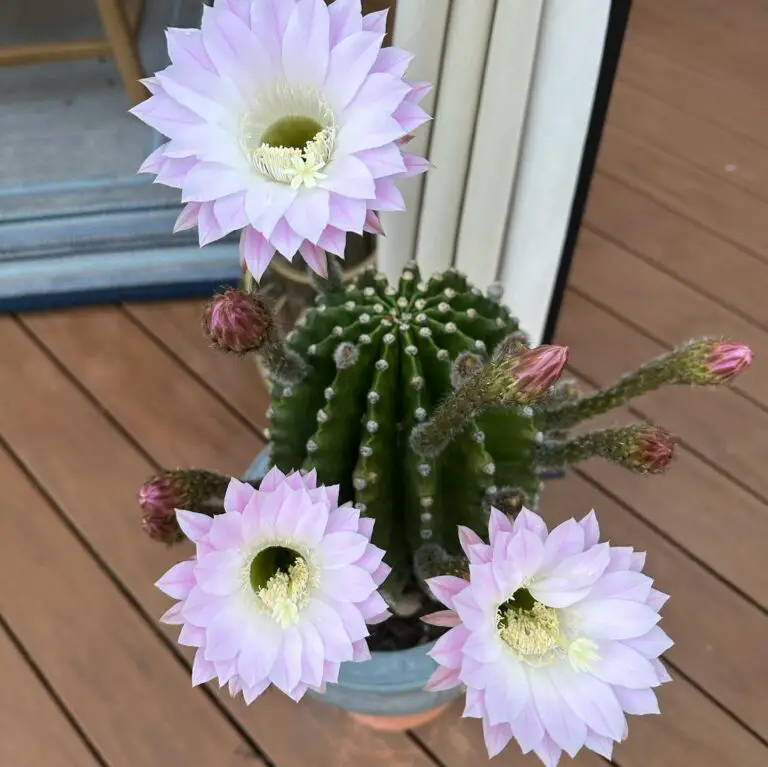 The Easter Lilly Cactus