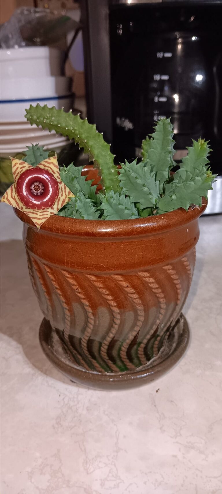 Lifesaver cactus