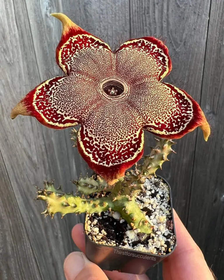 The Persian Carpet Flower