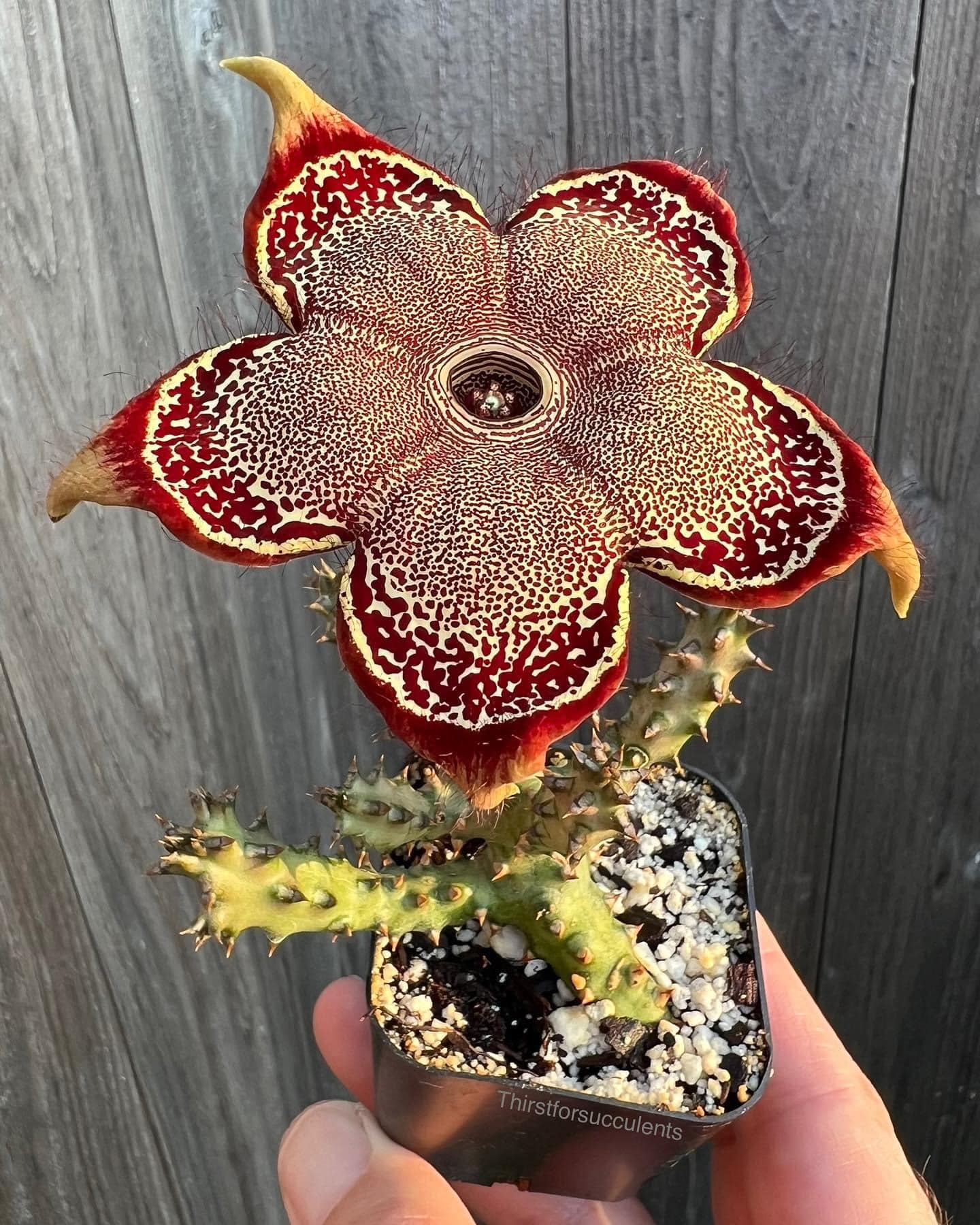Persian Carpet Flower Smell Tips for Growing Edithcolea grandis