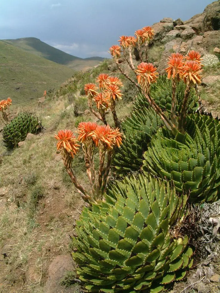 Spiral aloe plants