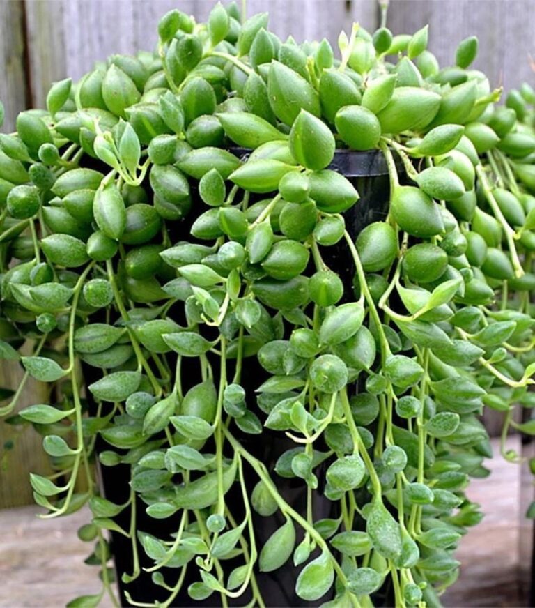 String of tears plant
