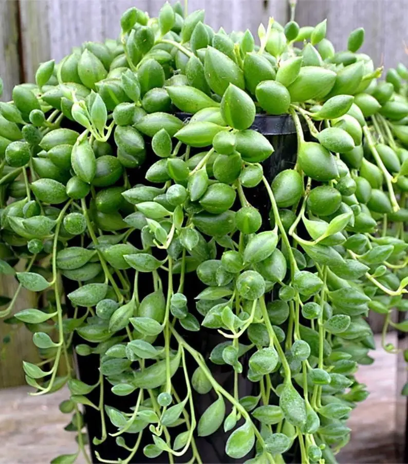 String of tears plant