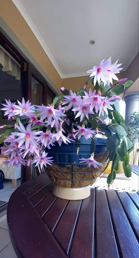 Easter cactus blooming