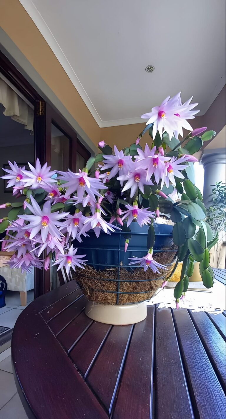 Easter cactus care info