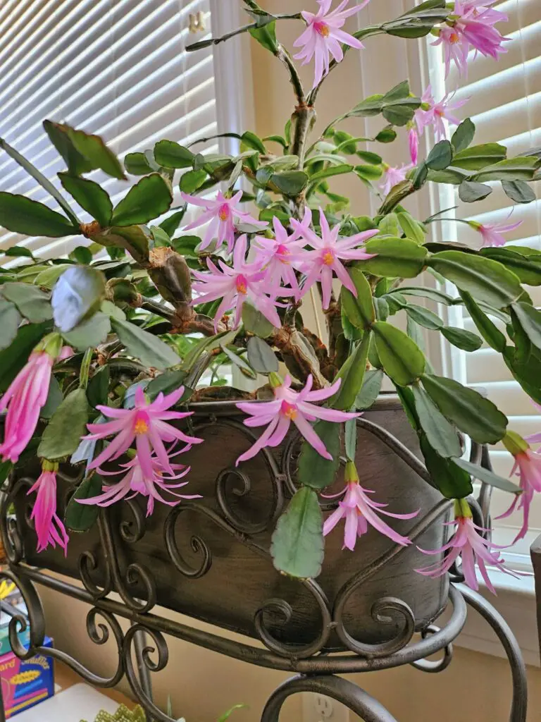 Easter cactus in bloom