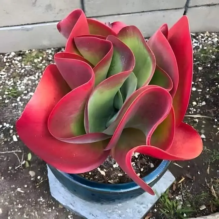 Variegated flapjacks succulent