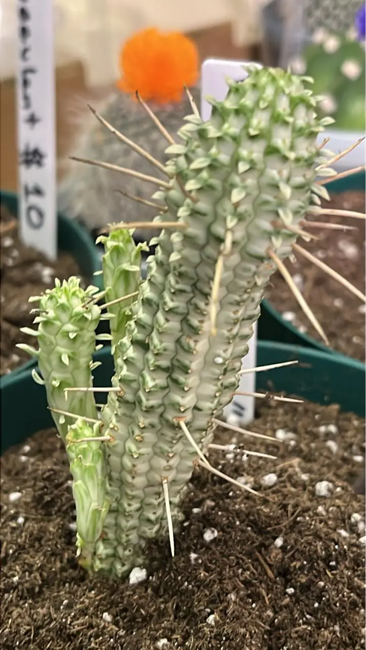 Indian corn cob plant