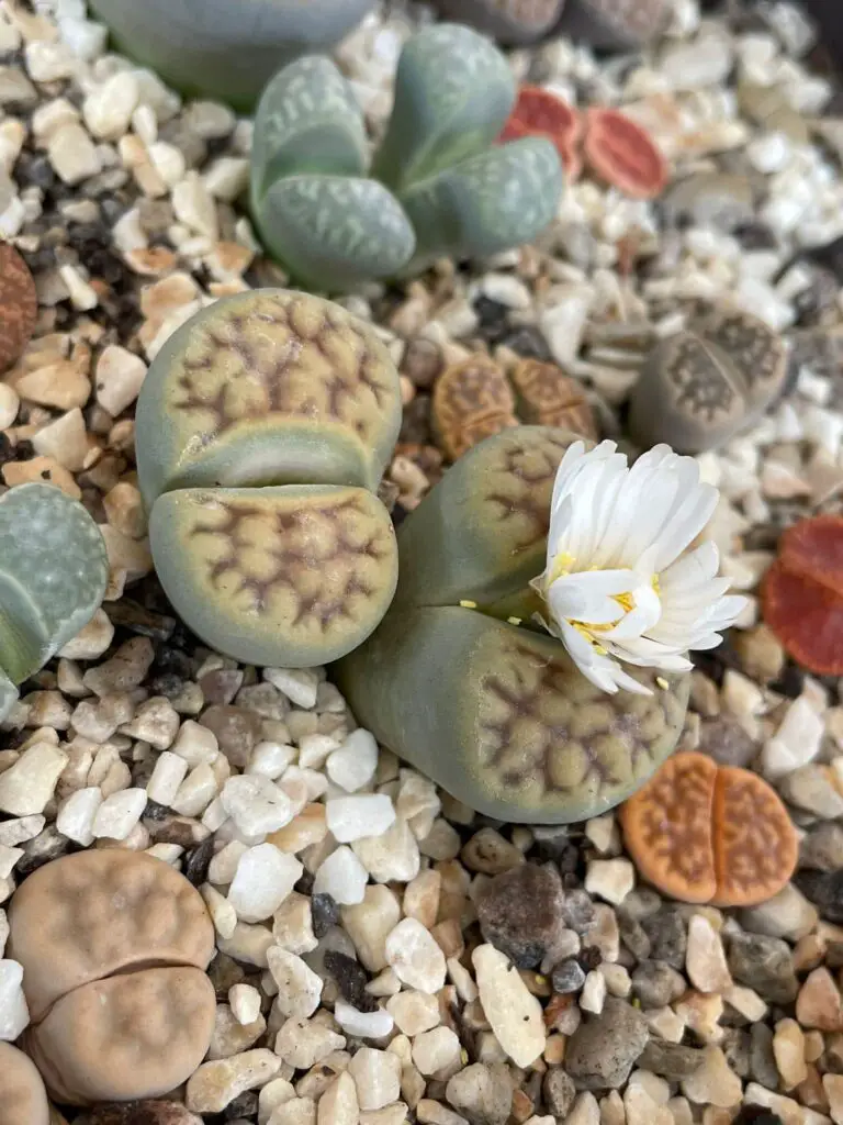 Lithops living stones plant