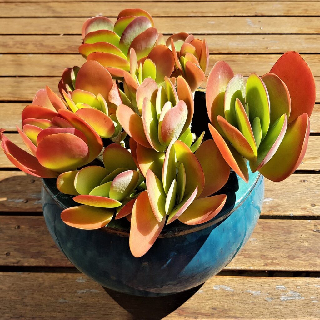 Flapjacks succulent