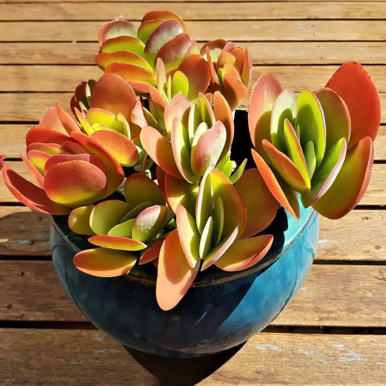 Flapjacks succulent