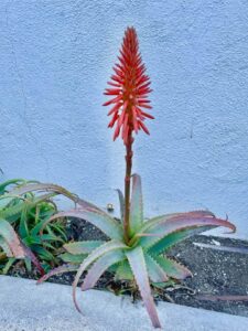 Aloe vera in bloom
