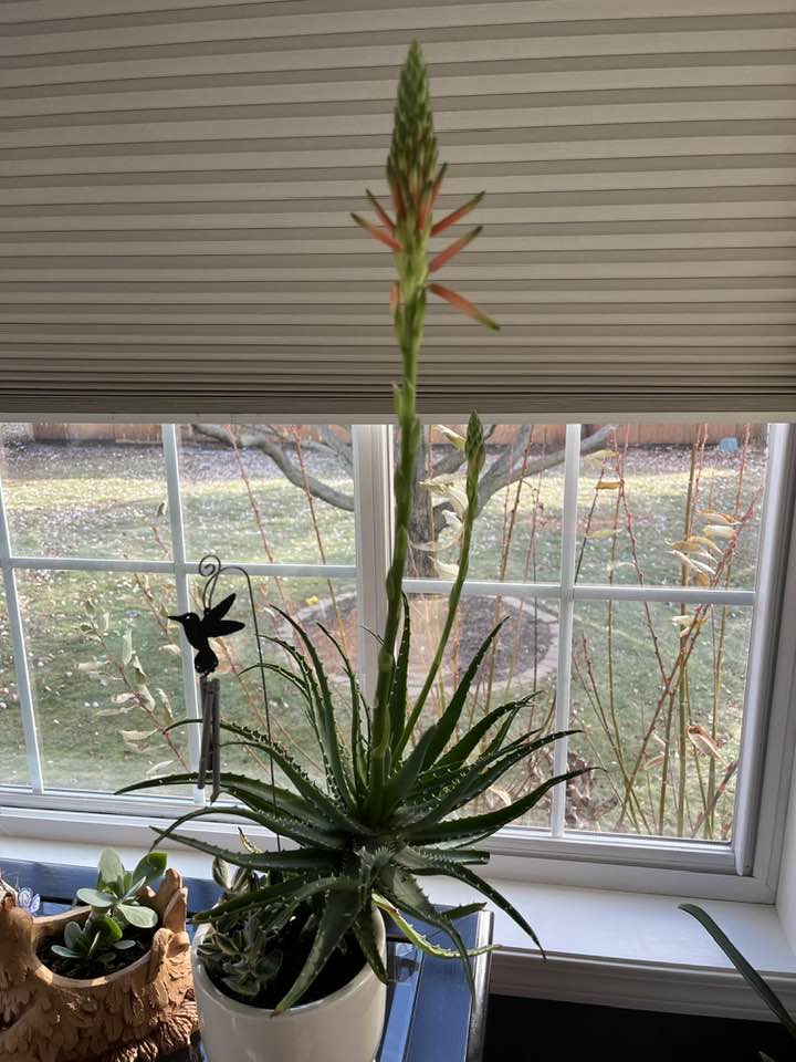 Aloe vera flowering 