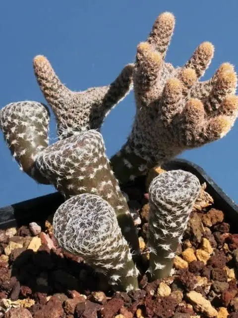 Dead man's fingers cactus