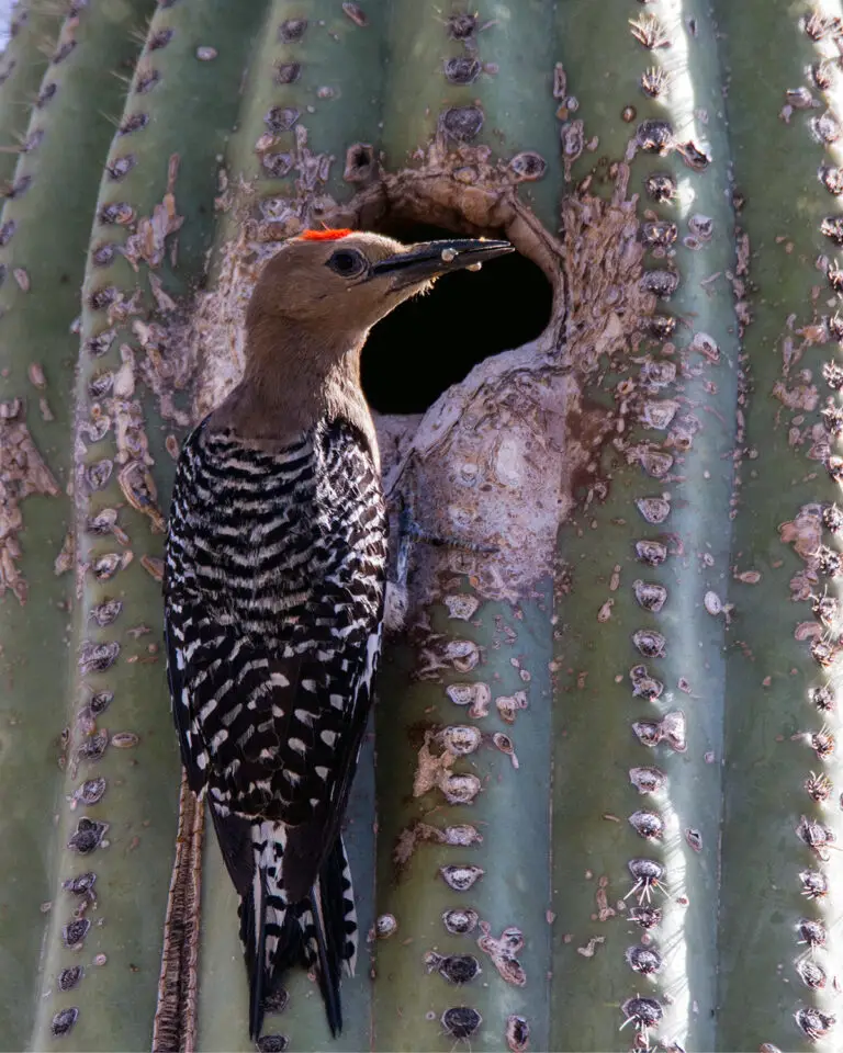 What animals eats cactus plants