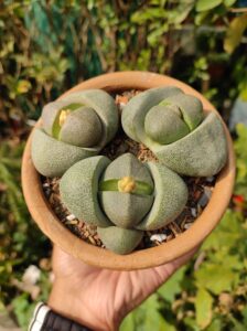 Split rock succulent info