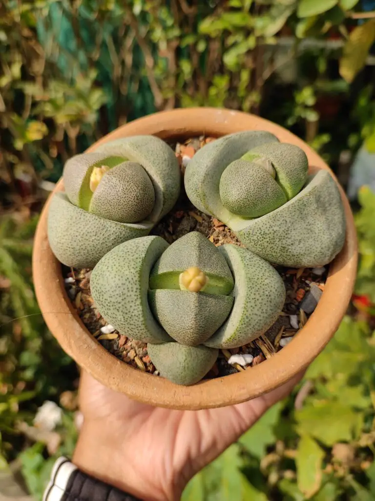 Split rock succulent info