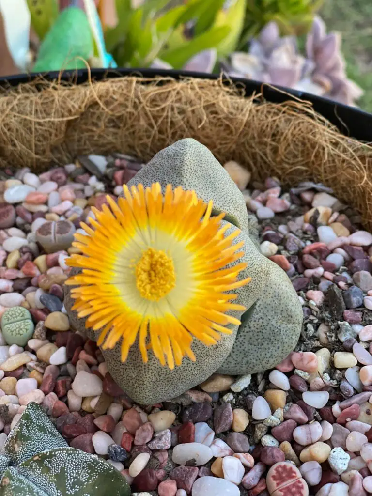 Split rock succulent flowering