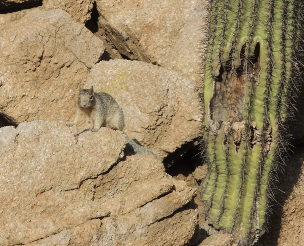 Animals that eat cactus