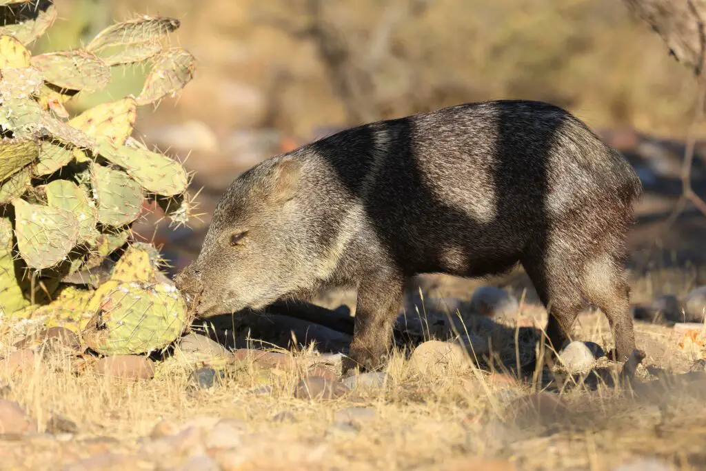 Animals that eat cactus