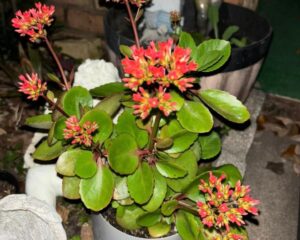 Florist Kalanchoe