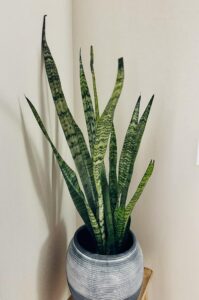 Benefits of snake plant
