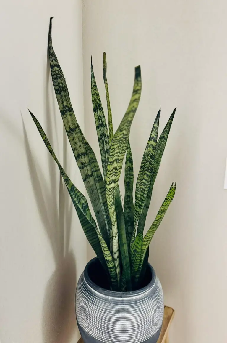 Benefits of snake plant