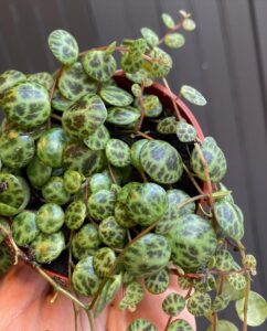 The String of turtles succulent