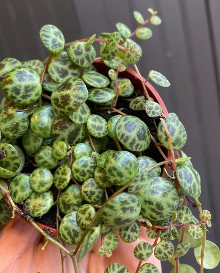 The String of turtles succulent